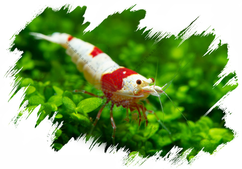 Caridina logemanni