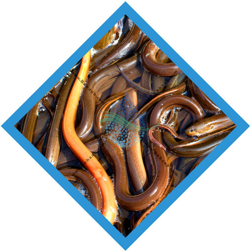 Filtration and reuse of water in ﬁsh farmingپرورش ماهی و تصفیه مجدد آب آن با استفاده از دستگاه تصفیه آب