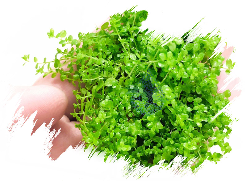 گیاه آکواریومی همیانتوس کوبایی Hemianthus callitrichoides 