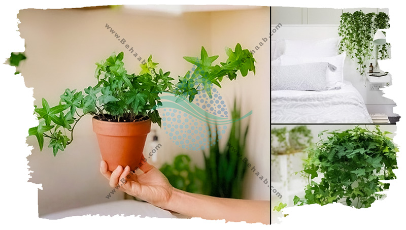 پیچک انگلیسی کیفیت هوای داخل خانه را بهبود می بخشد