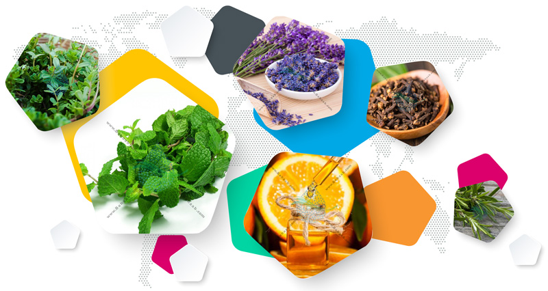 استفاده از گیاهان برای دفع حشرات