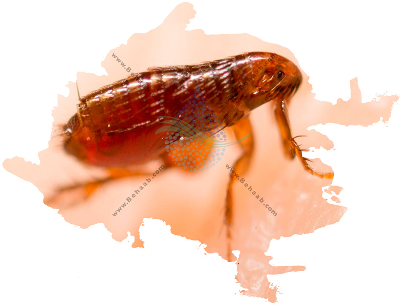 چگونگی حذف حشرات