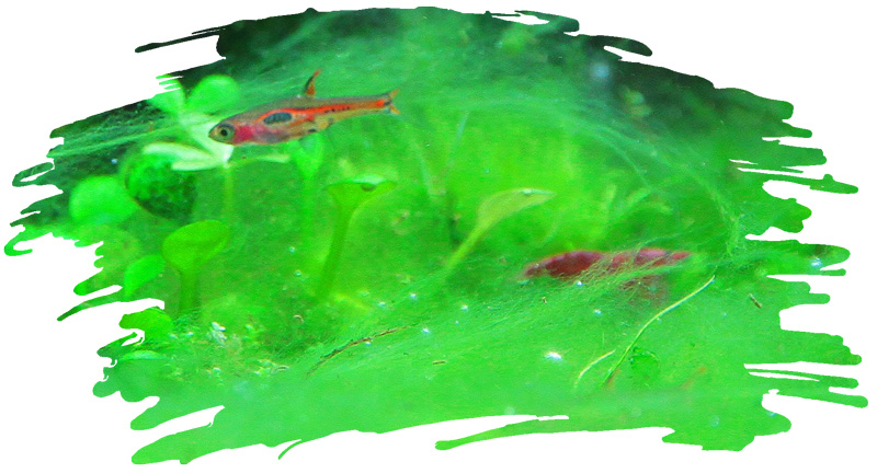 How to Control Aquarium Algae