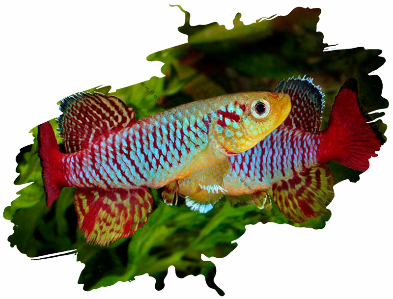  How to add fish to a new aquarium اضافه کردن ماهی جدید به آکواریوم