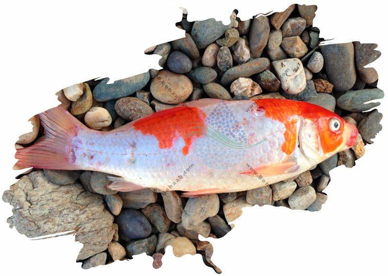 عوارض ماهی زیاد در آکواریوم What happens if there are too many fish in the aquarium