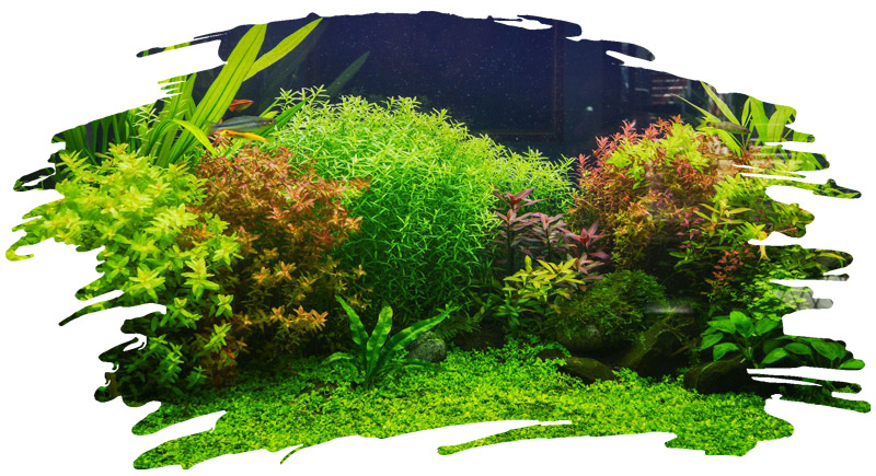 live plants in aquarium