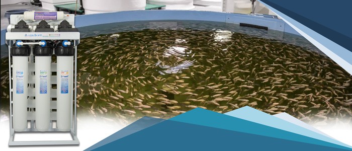 تاثیر دستگاه تصفیه آب برای استخر پرورش ماهی
