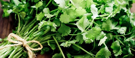 تصفیه آب با استفاده از گیاهان