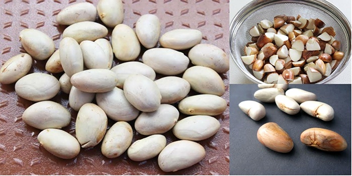 استفاده از گیاهان برای تصفیه آب