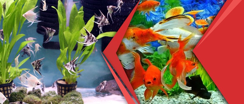آشنایی کامل با آب مناسب برای آکواریوم