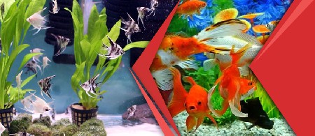 آشنایی کامل با آب مناسب برای آکواریوم