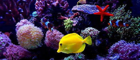 نحوه تمیز کردن آب آکواریوم