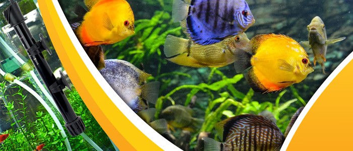 بخاری آکواریوم چیست و چگونه کار می کند