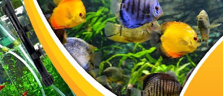 بخاری آکواریوم چیست و چگونه کار می کند