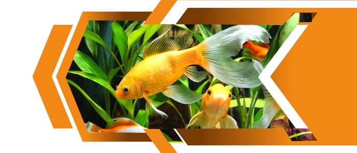 اگر ماهی زیادی در آکواریوم باشد چه اتفاقی می افتد