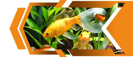 اگر ماهی زیادی در آکواریوم باشد چه اتفاقی می افتد