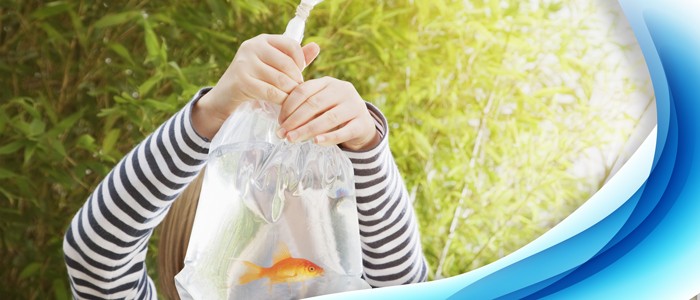 چگونه ماهیان جدیدی را به آکواریوم اضافه کنیم _ بخش اول