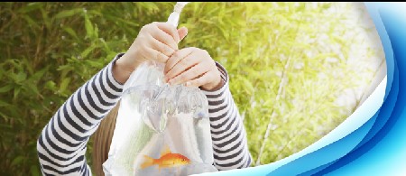 چگونه ماهیان جدیدی را به آکواریوم اضافه کنیم _ بخش اول