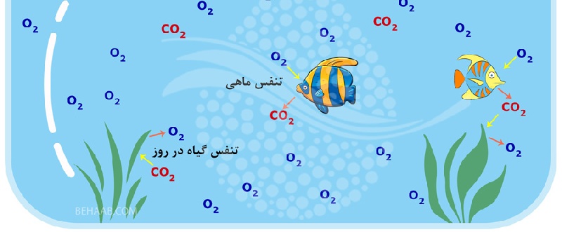بررسی تاثیر پمپ هوا و سنگ هوا در آکواریوم
