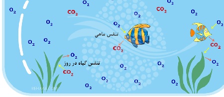 بررسی تاثیر پمپ هوا و سنگ هوا در آکواریوم