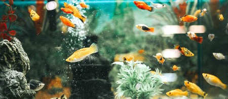 چگونه ماهیان جدیدی را به آکواریوم اضافه کنیم ـ بخش دوم