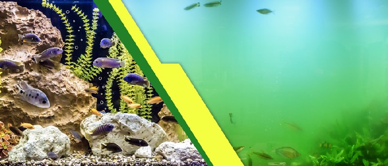 روش های جلوگیری از جلبک زدن آکواریوم