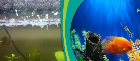 پاک کردن رسوب آب از شیشه آکواریوم