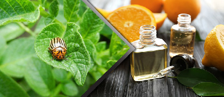 چگونگی حذف حشرات و آفات طبیعی به روش غیر سمی بخش اول