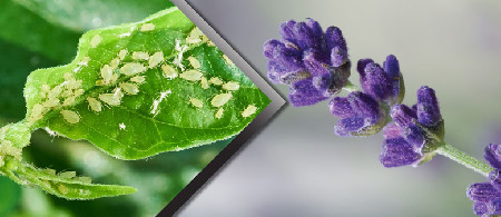 چگونگی حذف حشرات و آفات طبیعی به روش غیر سمی بخش دوم