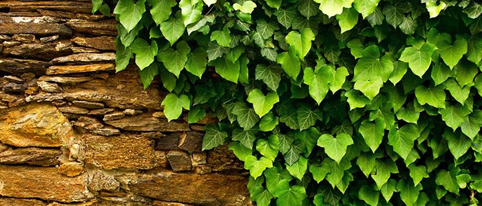 نحوه پرورش پیچک انگلیسی برای تصفیه هوا