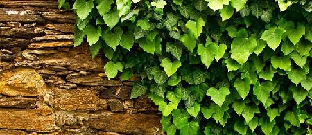 نحوه پرورش پیچک انگلیسی برای تصفیه هوا