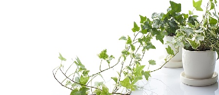 نحوه پرورش پیچک انگلیسی برای تصفیه هوا _ بخش دوم