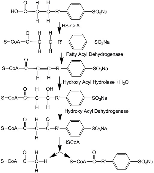 Beta-oxidation of LAS biodegradation بتا اکسیداسیون تخریب بیولوژیکی LAS