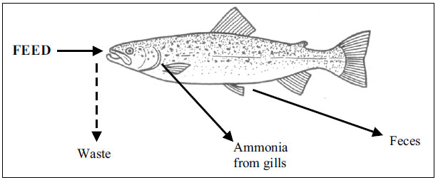Filtration-and-reuse-of-water-in-%EF%AC%81sh-farming