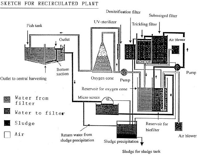 Filtration-and-reuse-of-water-in-%EF%AC%81sh-farming
