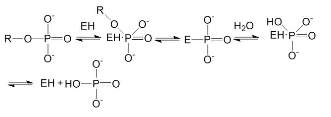 Degradation of sodium triphosphate with enzyme   تجزیه بیولوژیکی تری سدیم فسفات با آنزیم