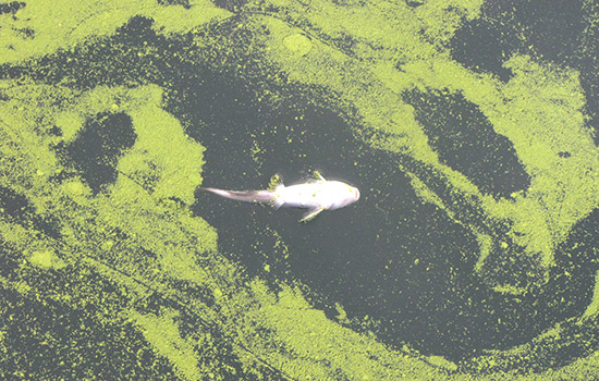 Microcystis algae