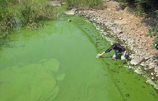 Microcystis algae حذف سموم جلبک های آب شیرین با استفاده از تکنیک های تصفیه آب