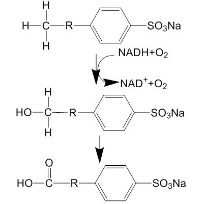 Omega-oxidation of LAS biodegradation امگا اکسیداسیون تخریب بیولوژیکی LAS