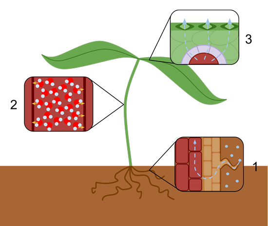 plant Osmosis diagram فرایند اسمز در طبیعت 