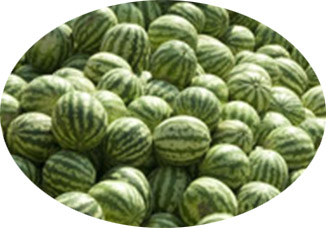 watermelons prukop