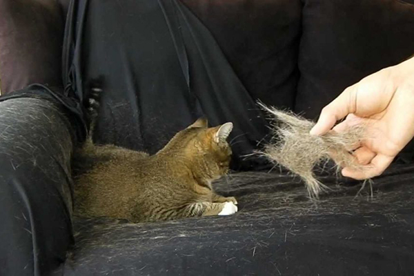 cat dander شوره گربه 