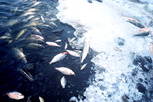 The Hazards of Detergents to Environment