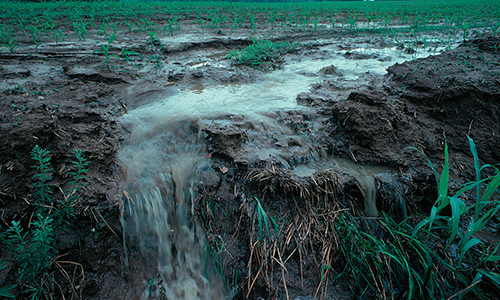 Agricultural runoff
