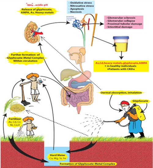 Contaminant of the Month Is Glyphosate آلودگی گلیفسات و تاثیر آن در تصفیه آب 