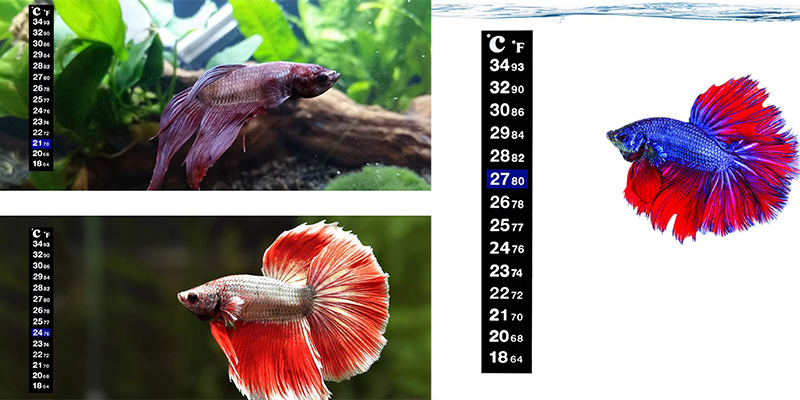 Digital Aquarium Thermometers دماسنج آکواریوم 