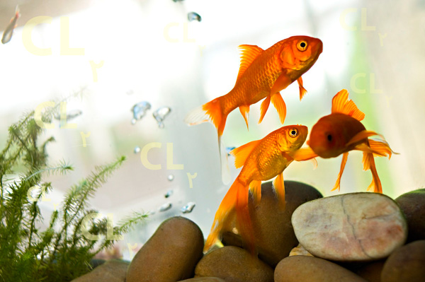 Disinfection with Chlorine