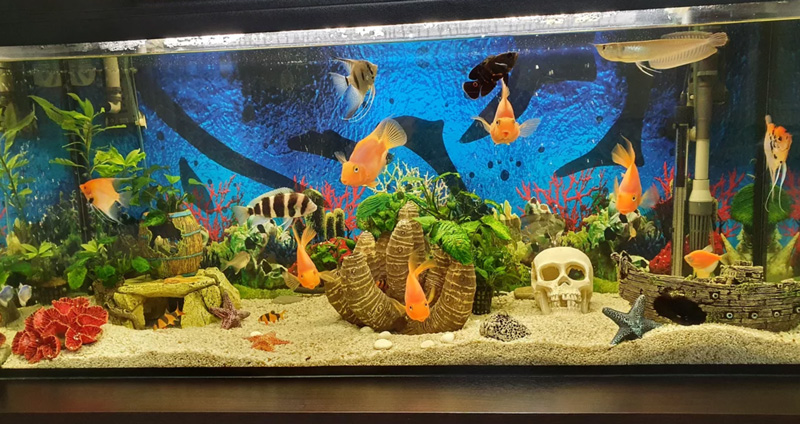 نحوه پاکسازی آکواریوم How to Clean an Aquarium