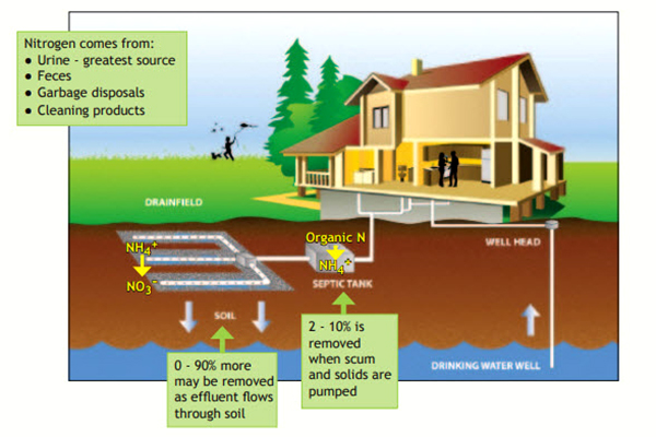 How Nitrogen from Septic Systems Can Harm Water Quality نیتروژن سیستم‌های فاضلاب چگونه به کیفیت آب صدمه می‌زند
