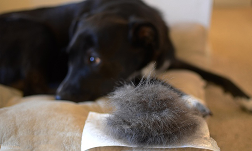How an Air Purifier for Pet Dander and Pet Hair Can Help  دستگاه تصفیه هوا چه کمکی به شوره و موی حیوان خانگی می‌‌کند